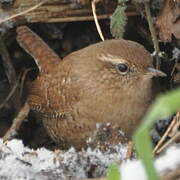 Eurasian Wren