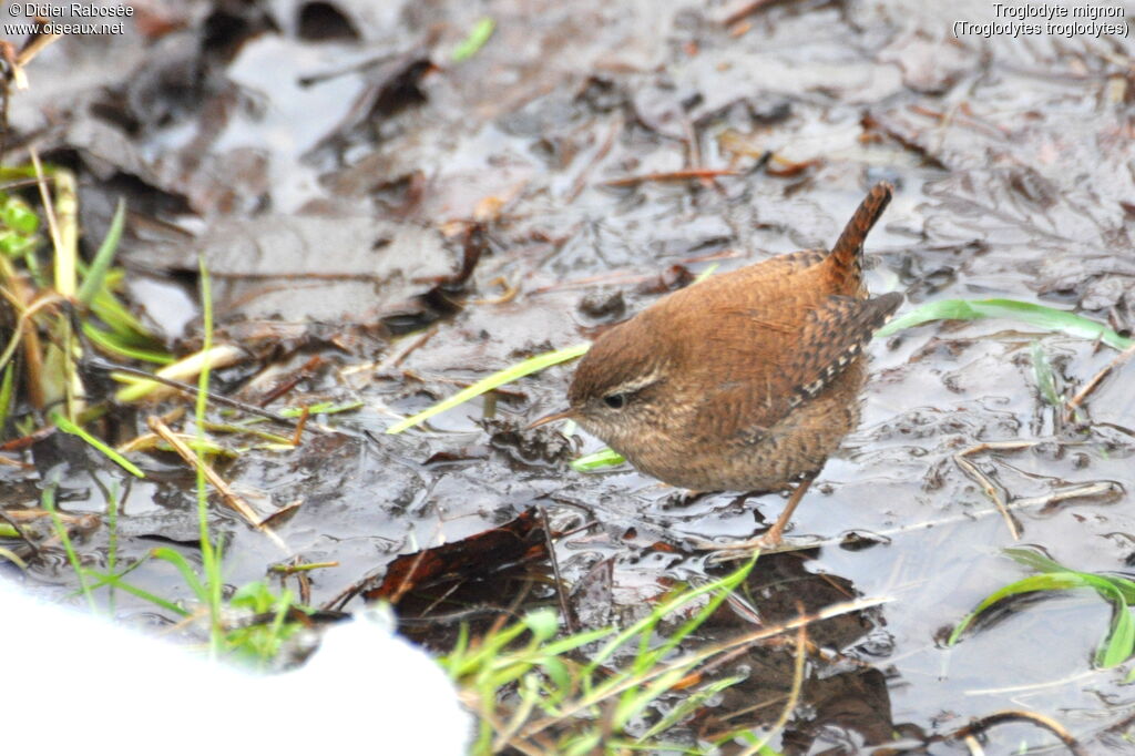 Eurasian Wren