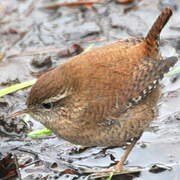 Eurasian Wren