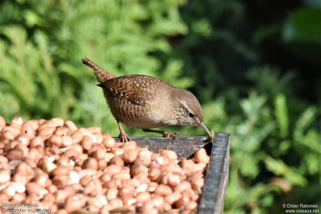 Eurasian Wrenadult, feeding habits