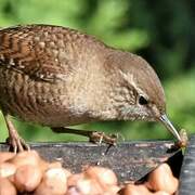 Eurasian Wren