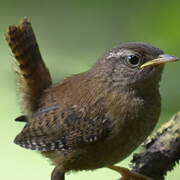 Eurasian Wren