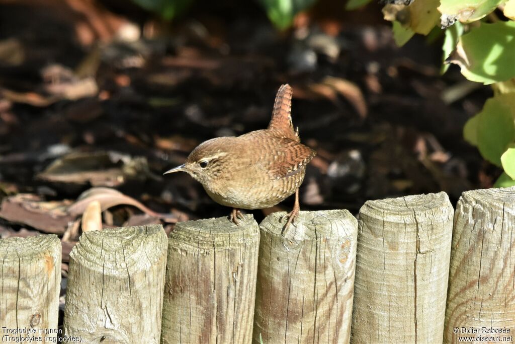 Eurasian Wrenadult