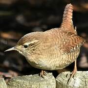 Eurasian Wren