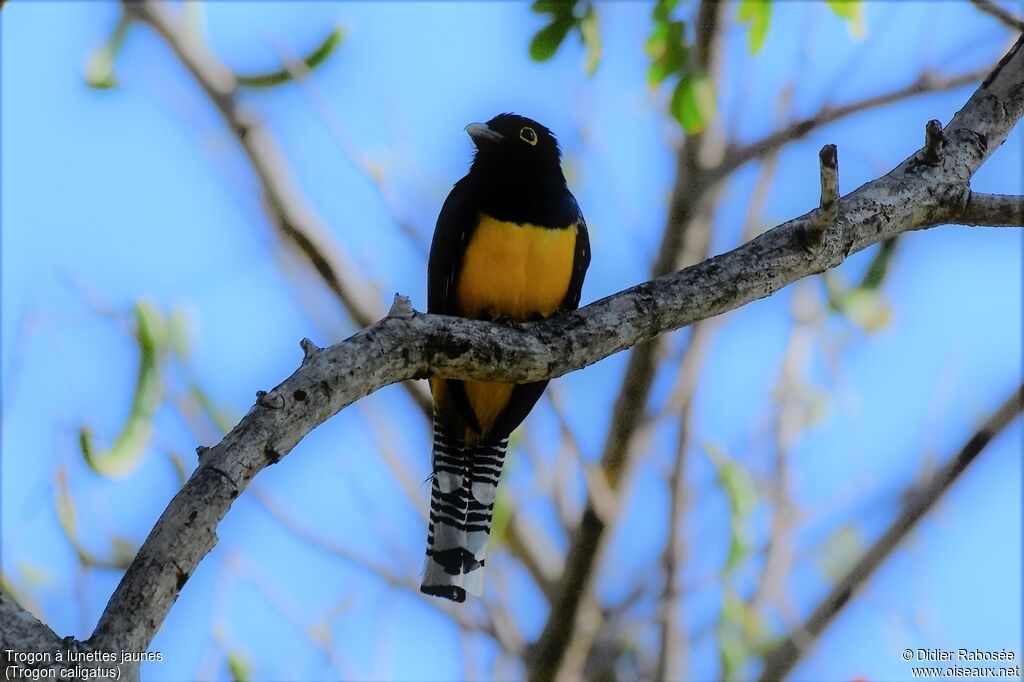 Trogon à lunettes jaunes mâle