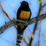 Trogon à lunettes jaunes