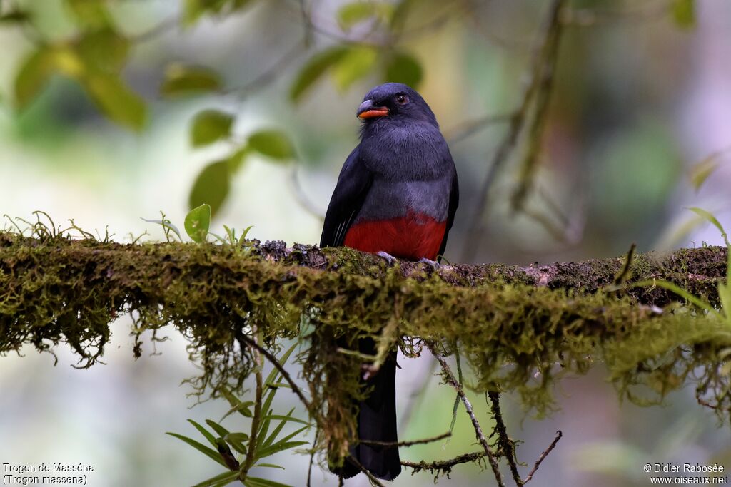 Trogon de Masséna femelle