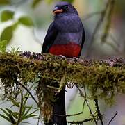 Slaty-tailed Trogon