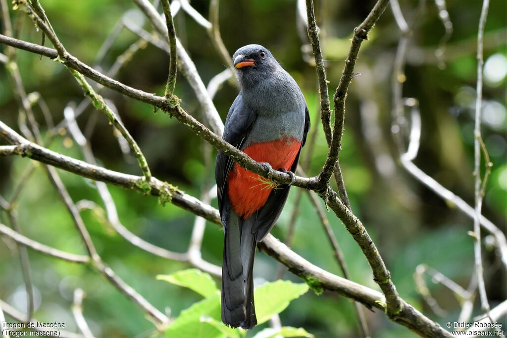 Trogon de Masséna femelle adulte