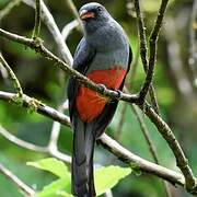 Slaty-tailed Trogon