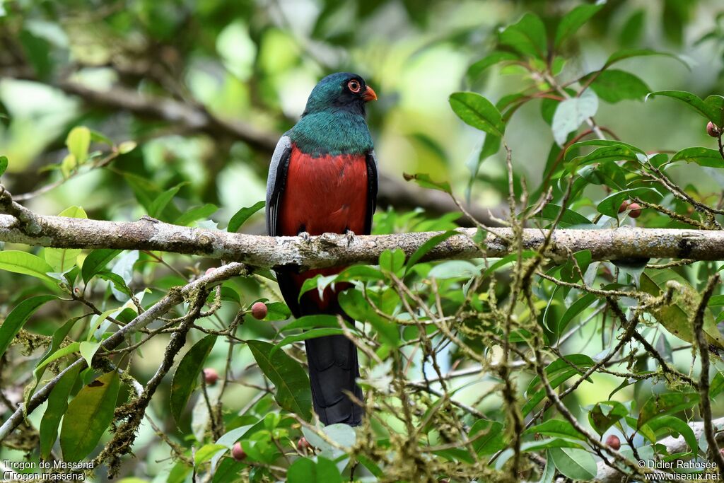 Trogon de Masséna mâle adulte