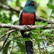 Slaty-tailed Trogon