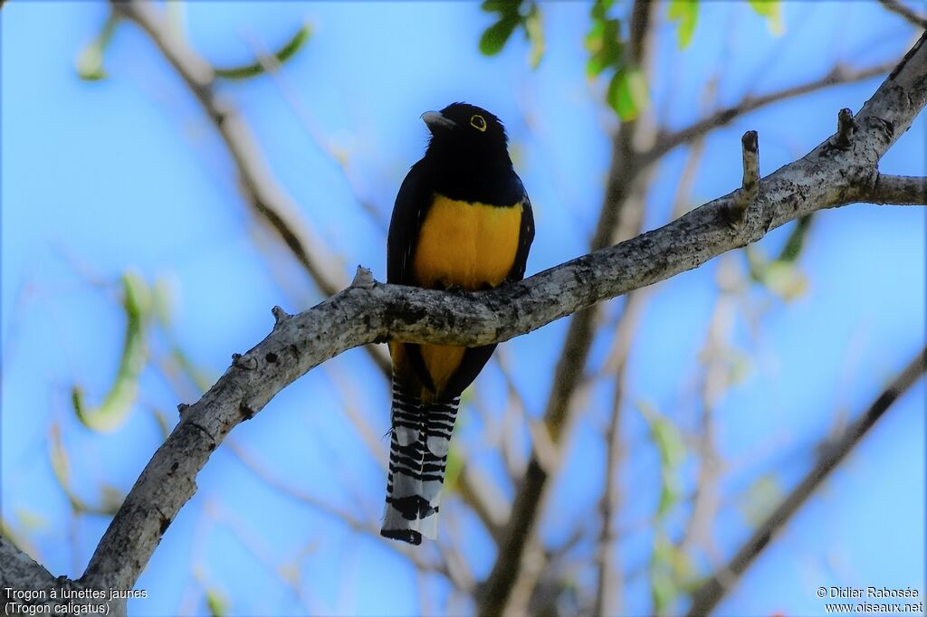 Trogon pattu mâle