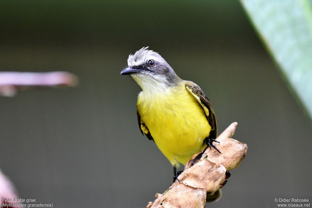 Grey-capped Flycatcher