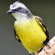 Grey-capped Flycatcher