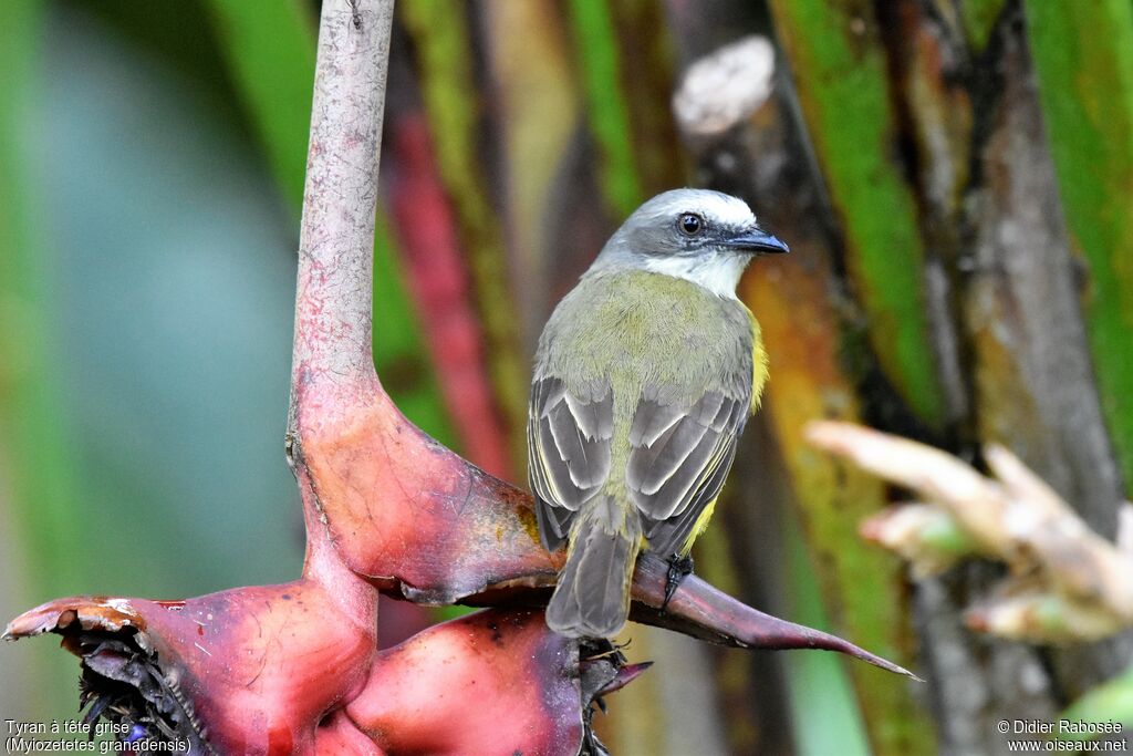 Grey-capped Flycatcher, identification