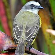 Grey-capped Flycatcher