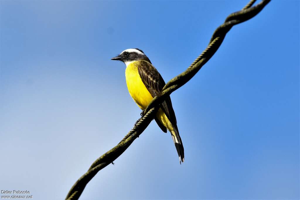 White-ringed Flycatcheradult, identification