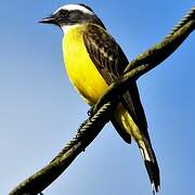 White-ringed Flycatcher