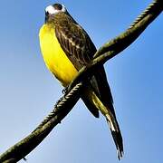 White-ringed Flycatcher