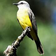 Tropical Kingbird