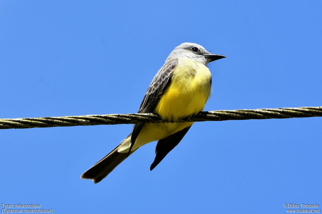 Tropical Kingbird