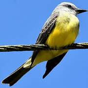 Tropical Kingbird