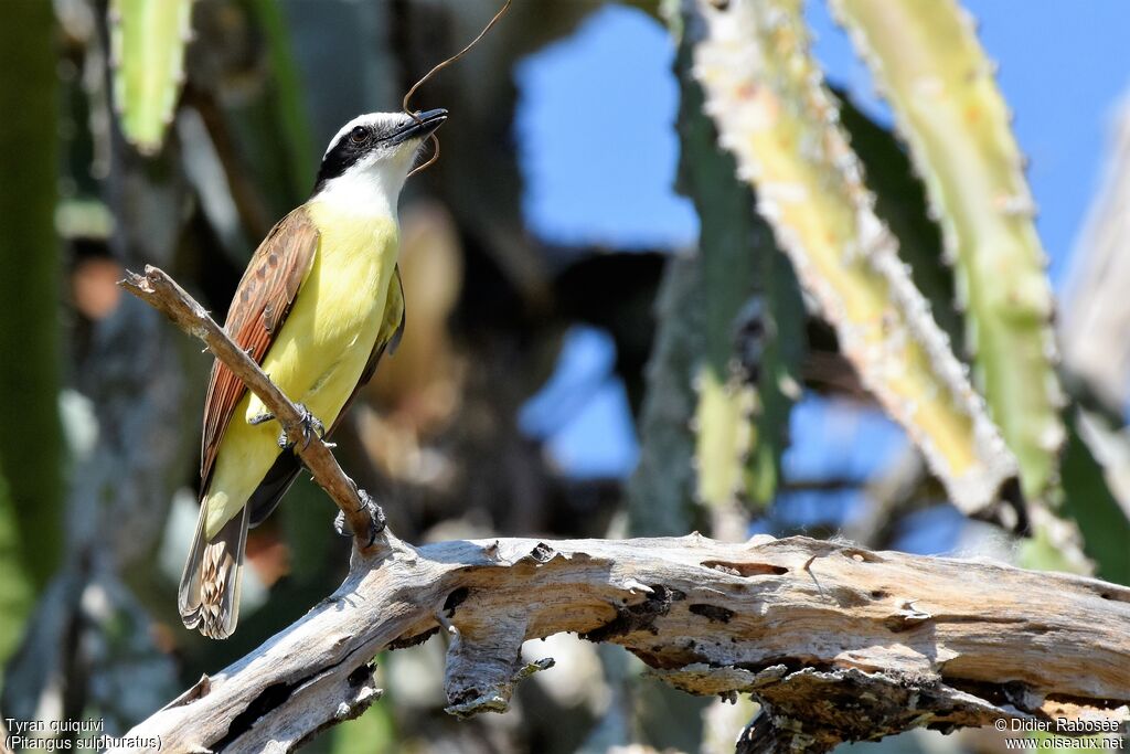 Great Kiskadee, Reproduction-nesting