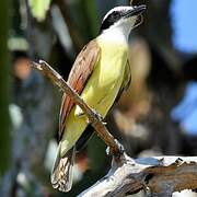 Great Kiskadee