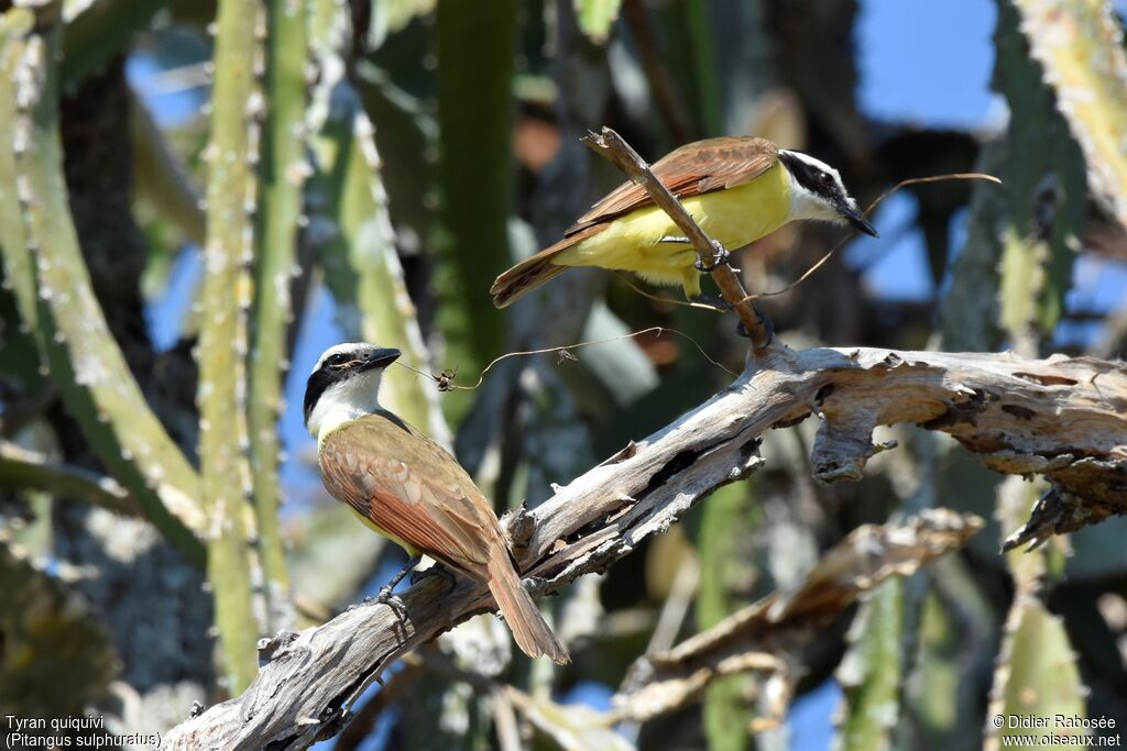 Great Kiskadeeadult, Reproduction-nesting