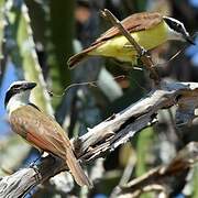 Great Kiskadee