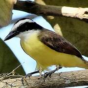 Great Kiskadee