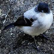 Torrent Tyrannulet