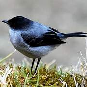 Torrent Tyrannulet