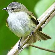 Mistletoe Tyrannulet