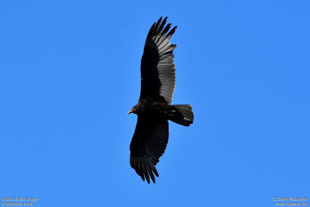 Turkey Vulture