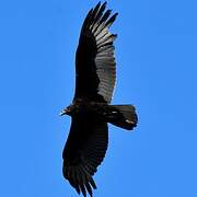 Turkey Vulture