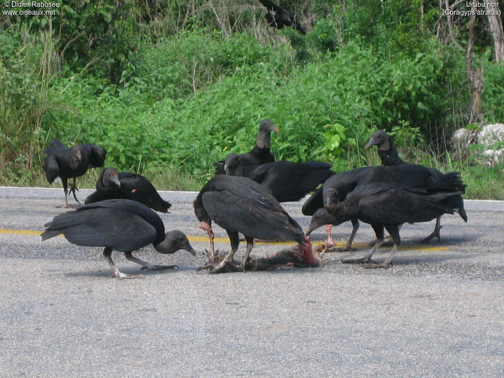 Black Vulture