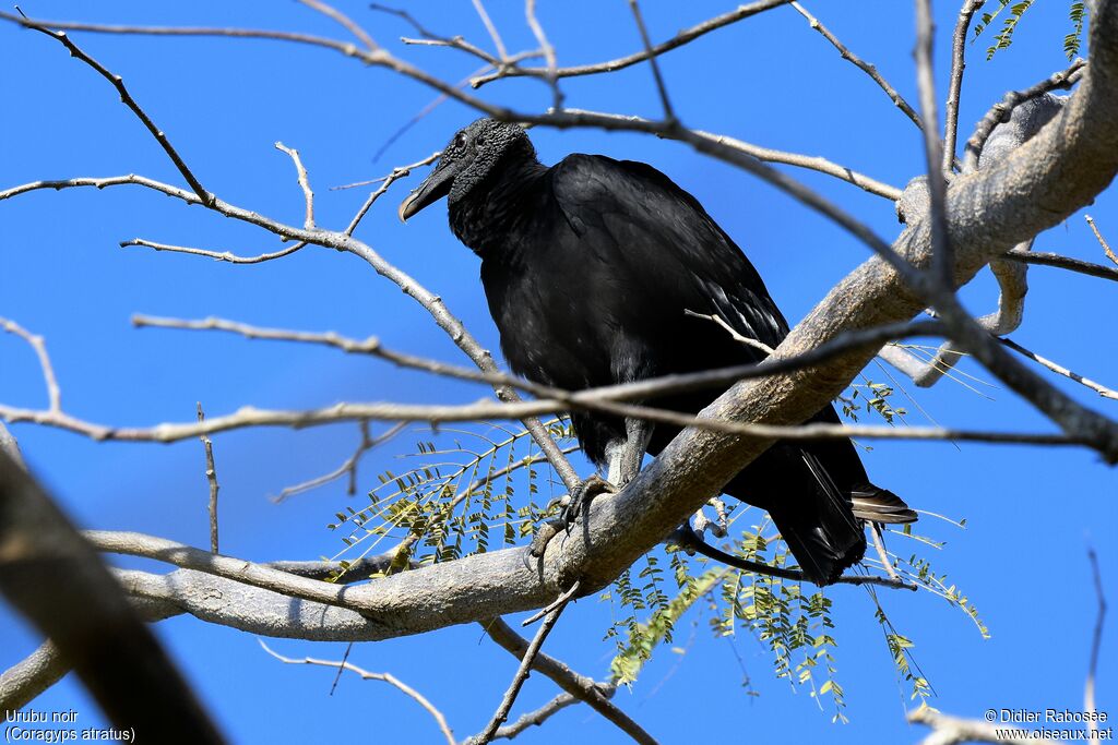 Black Vulture