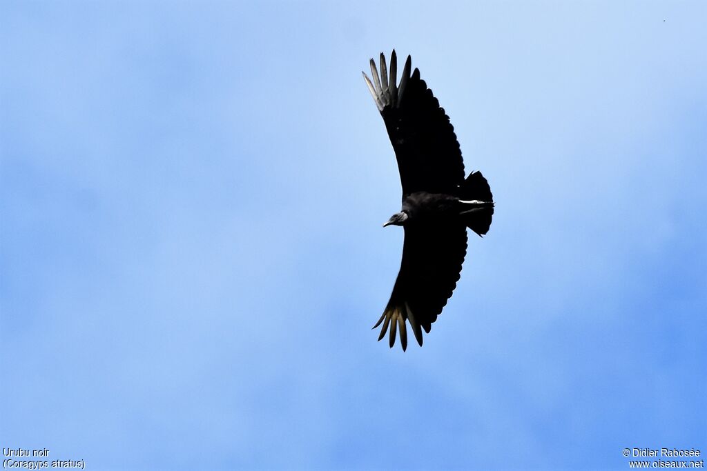 Black Vulture, Flight