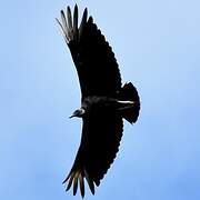 Black Vulture