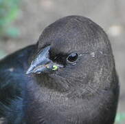 Brown-headed Cowbird