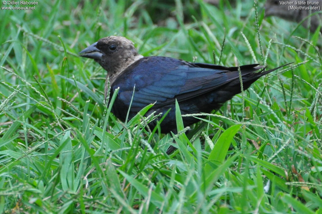 Vacher à tête brune