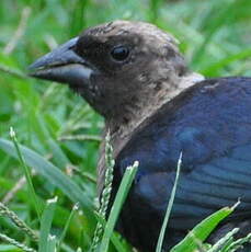 Vacher à tête brune