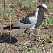 Blacksmith Lapwing