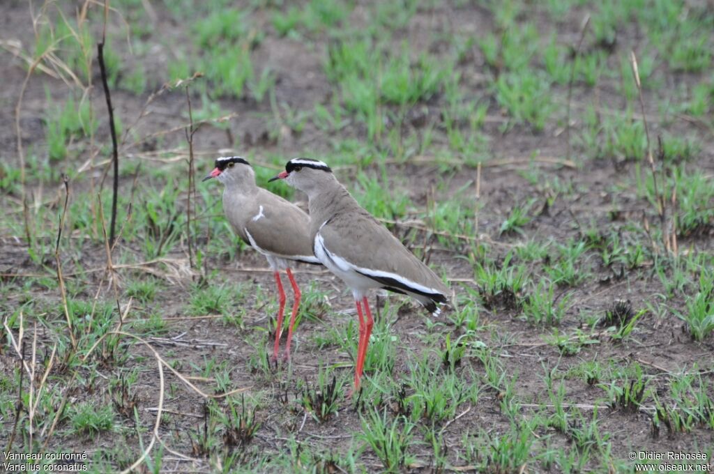 Crowned Lapwing