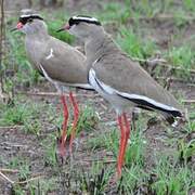 Crowned Lapwing