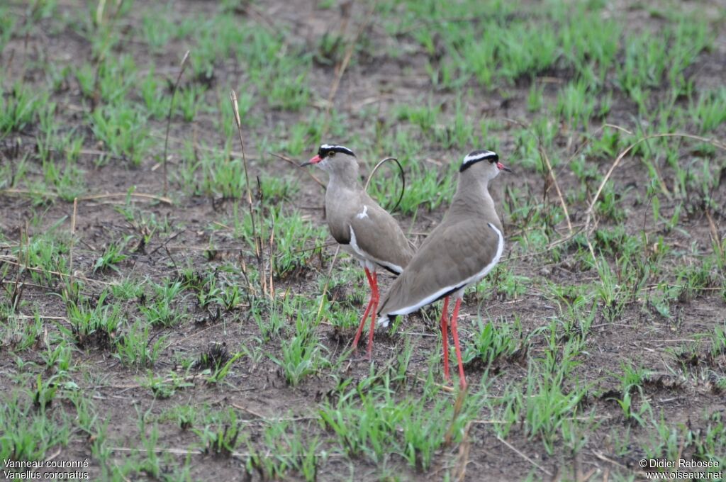 Crowned Lapwing