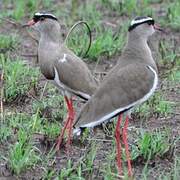 Crowned Lapwing