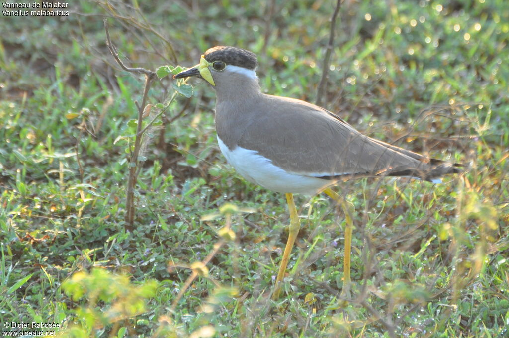 Yellow-wattled Lapwing